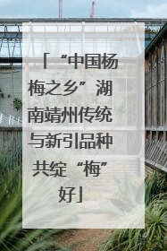 “中国杨梅之乡”湖南靖州传统与新引品种共绽“梅”好