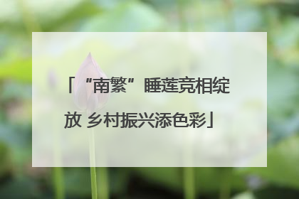 “南繁”睡莲竞相绽放 乡村振兴添色彩