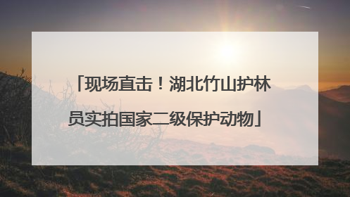 现场直击！湖北竹山护林员实拍国家二级保护动物