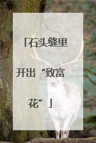 石头缝里开出“致富花”