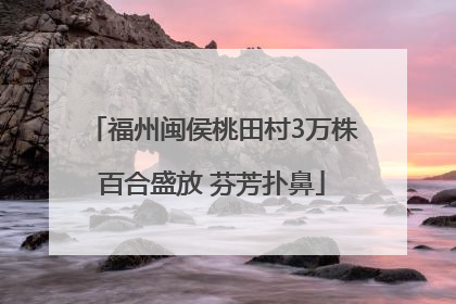福州闽侯桃田村3万株百合盛放 芬芳扑鼻