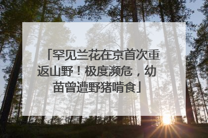 罕见兰花在京首次重返山野！极度濒危，幼苗曾遭野猪啃食