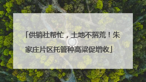 供销社帮忙，土地不撂荒！朱家庄片区托管种高粱促增收