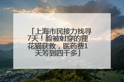 上海市民接力找寻7天！脸被射穿的狸花猫获救，医药费1天筹到四千多