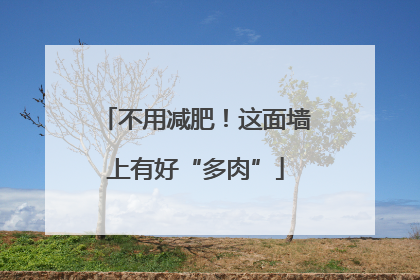 不用减肥！这面墙上有好“多肉”