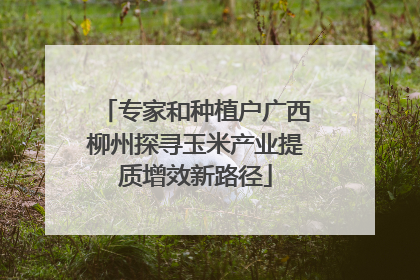 专家和种植户广西柳州探寻玉米产业提质增效新路径