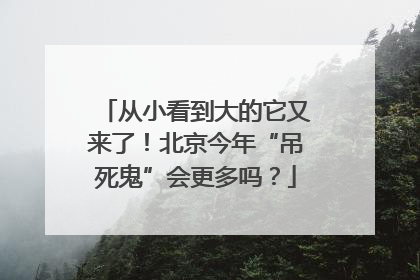 从小看到大的它又来了！北京今年“吊死鬼”会更多吗？