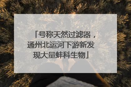 号称天然过滤器，通州北运河下游新发现大量蚌科生物
