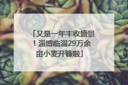 又是一年丰收盛景！淄博临淄29万余亩小麦开镰啦