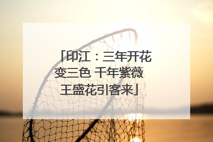 印江：三年开花变三色 千年紫薇王盛花引客来