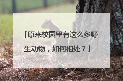 原来校园里有这么多野生动物，如何相处？