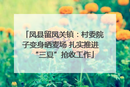 凤县留凤关镇：村委院子变身晒麦场 扎实推进“三夏”抢收工作