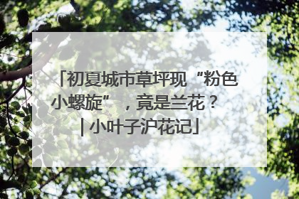 初夏城市草坪现“粉色小螺旋”，竟是兰花？ | 小叶子沪花记
