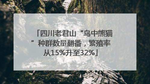 四川老君山“鸟中熊猫”种群数量翻番，繁殖率从15%升至32%