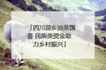 四川苗乡油茶飘香 民族类资金助力乡村振兴
