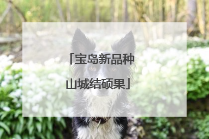 宝岛新品种 山城结硕果