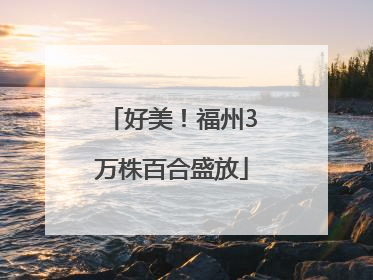 好美！福州3万株百合盛放