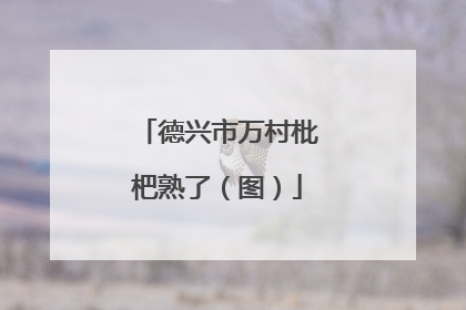 德兴市万村枇杷熟了（图）