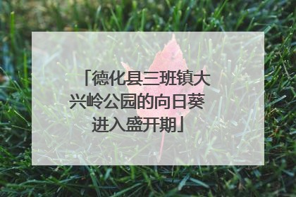德化县三班镇大兴岭公园的向日葵进入盛开期