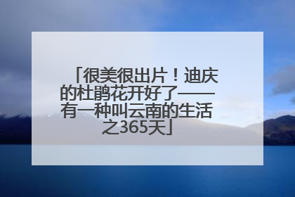 很美很出片！迪庆的杜鹃花开好了——有一种叫云南的生活之365天