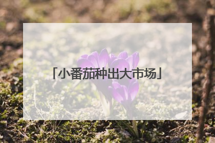 小番茄种出大市场
