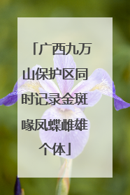 广西九万山保护区同时记录金斑喙凤蝶雌雄个体