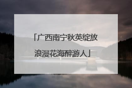 广西南宁秋英绽放 浪漫花海醉游人