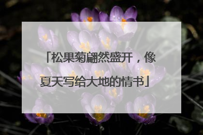 松果菊翩然盛开，像夏天写给大地的情书