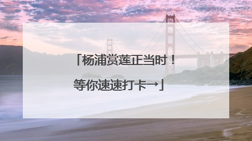 杨浦赏莲正当时！等你速速打卡→