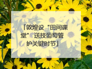 敦煌设“田间课堂” 送技葡萄管护关键时节