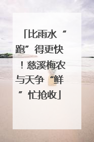 比雨水“跑”得更快！慈溪梅农与天争“鲜”忙抢收