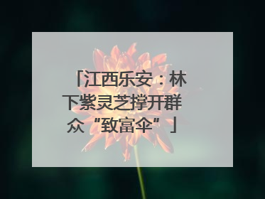 江西乐安：林下紫灵芝撑开群众“致富伞”