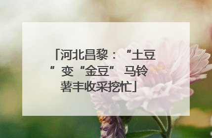 河北昌黎：“土豆”变“金豆” 马铃薯丰收采挖忙