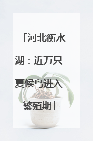 河北衡水湖：近万只夏候鸟进入繁殖期