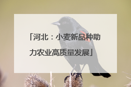 河北：小麦新品种助力农业高质量发展