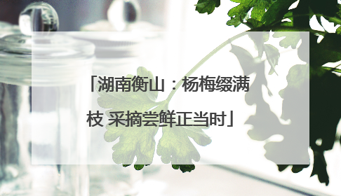湖南衡山：杨梅缀满枝 采摘尝鲜正当时
