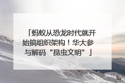 蚂蚁从恐龙时代就开始搞组织架构！华大参与解码“昆虫文明”