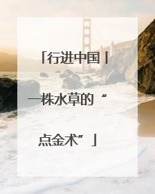 行进中国丨一株水草的“点金术”