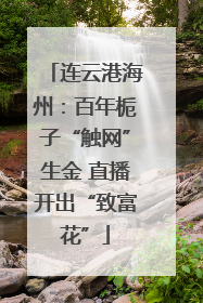 连云港海州：百年栀子“触网”生金 直播开出“致富花”