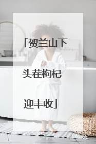 贺兰山下 头茬枸杞迎丰收