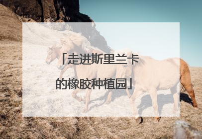 走进斯里兰卡的橡胶种植园