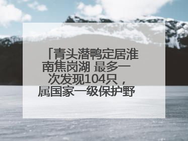青头潜鸭定居淮南焦岗湖 最多一次发现104只，属国家一级保护野生动物