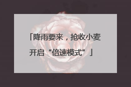 降雨要来，抢收小麦开启“倍速模式”