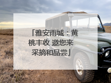 雅安雨城：黄桃丰收 邀您来采摘和品尝