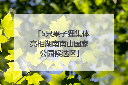 5只果子狸集体亮相湖南南山国家公园候选区